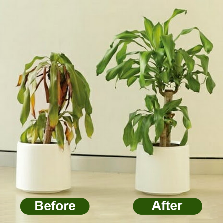 LIMETOW® Chlorophyll Spray