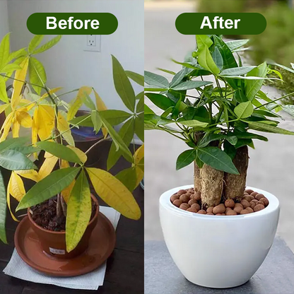 LIMETOW® Chlorophyll Spray