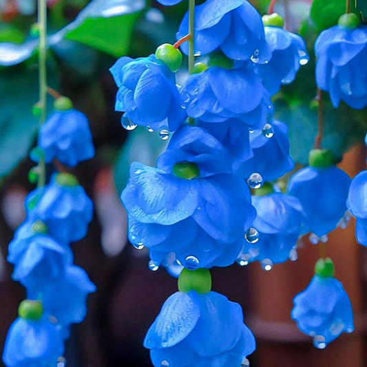 LIMETOW® Wind Chime Begonia Seeds