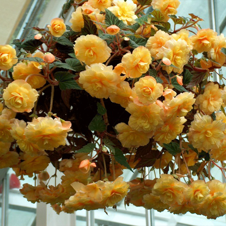 LIMETOW® Wind Chime Begonia Seeds