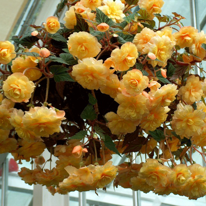 LIMETOW® Wind Chime Begonia Seeds