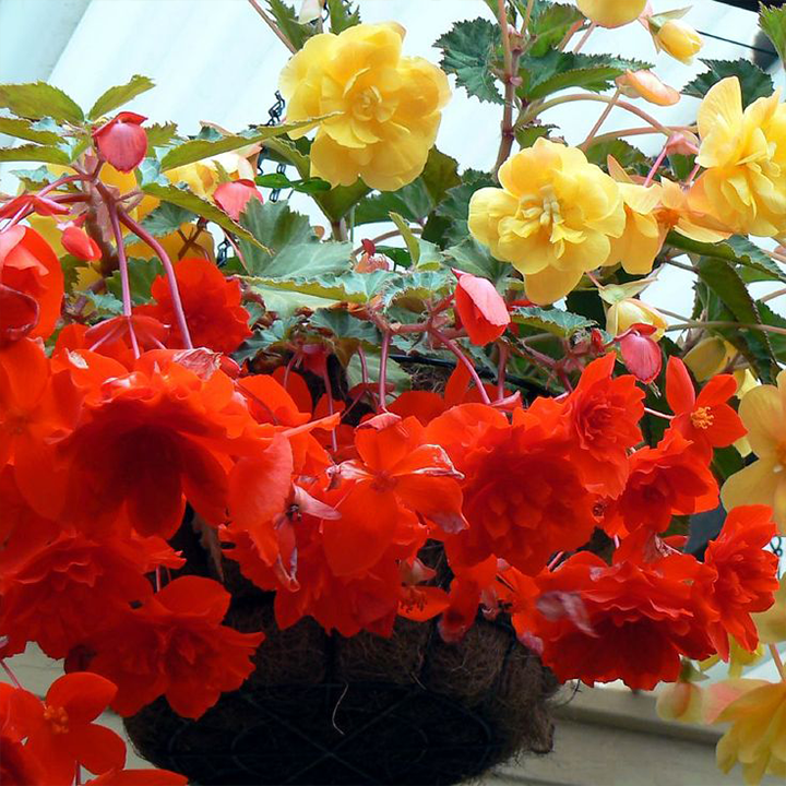 LIMETOW® Wind Chime Begonia Seeds