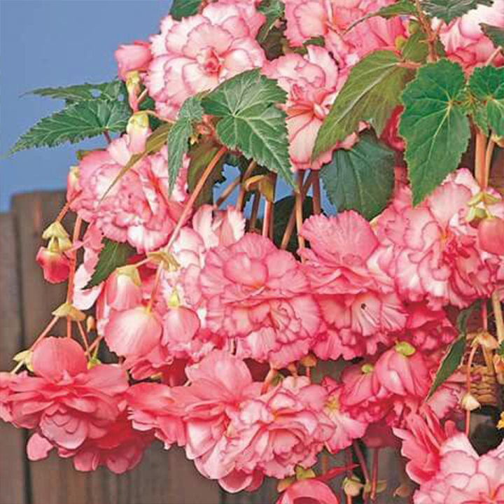 LIMETOW® Wind Chime Begonia Seeds