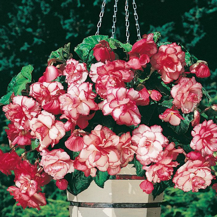 LIMETOW® Wind Chime Begonia Seeds
