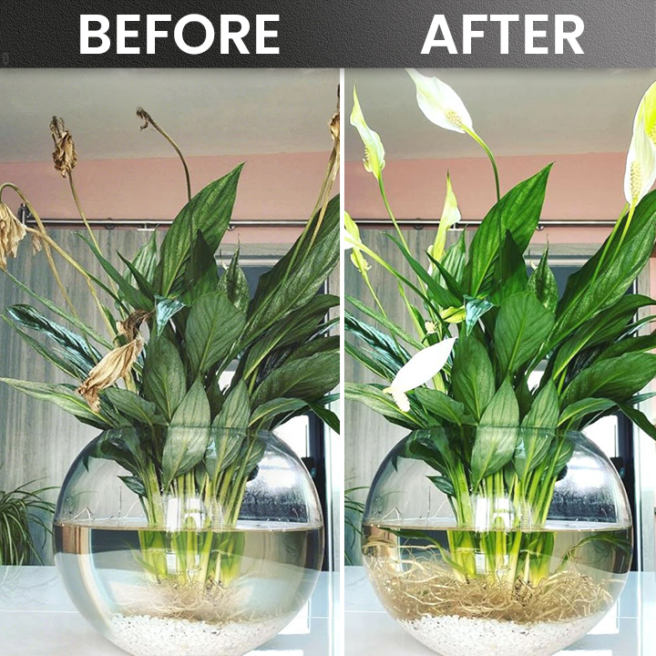 Official Store: LIMETOW® Plant Rooting Powder