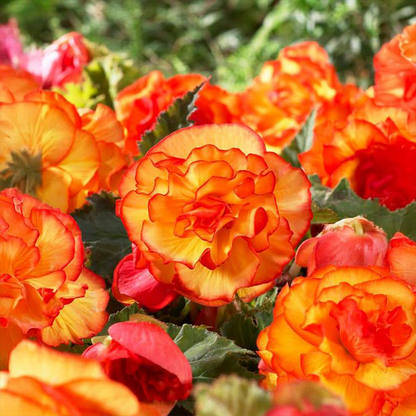LIMETOW® Wind Chime Begonia Seeds