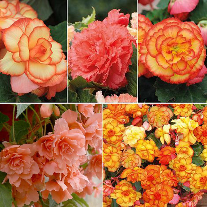 LIMETOW® Wind Chime Begonia Seeds