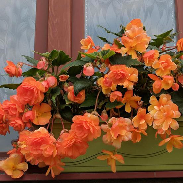 LIMETOW® Wind Chime Begonia Seeds