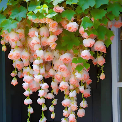 LIMETOW® Wind Chime Begonia Seeds