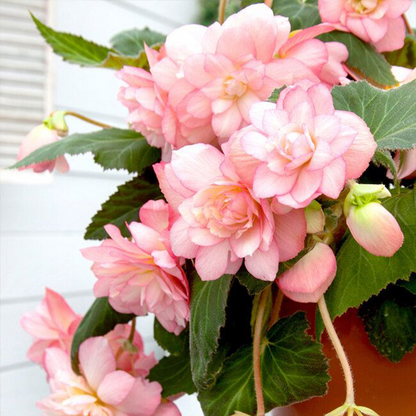 LIMETOW® Wind Chime Begonia Seeds