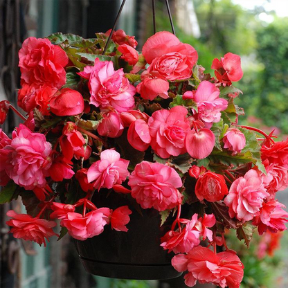 LIMETOW® Wind Chime Begonia Seeds