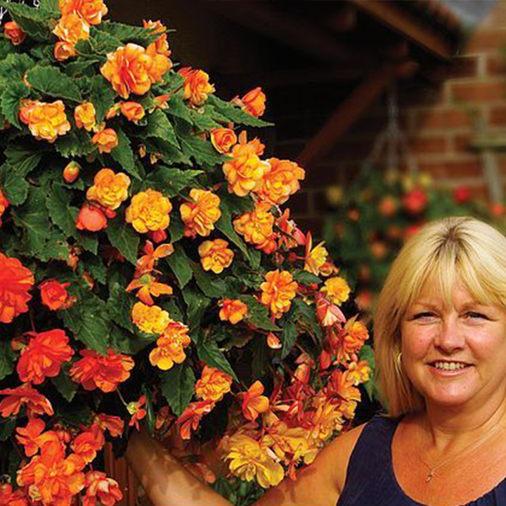 LIMETOW® Wind Chime Begonia Seeds