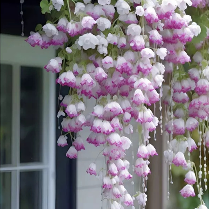 LIMETOW® Wind Chime Begonia Seeds