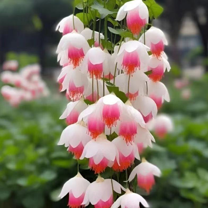 LIMETOW® Wind Chime Begonia Seeds
