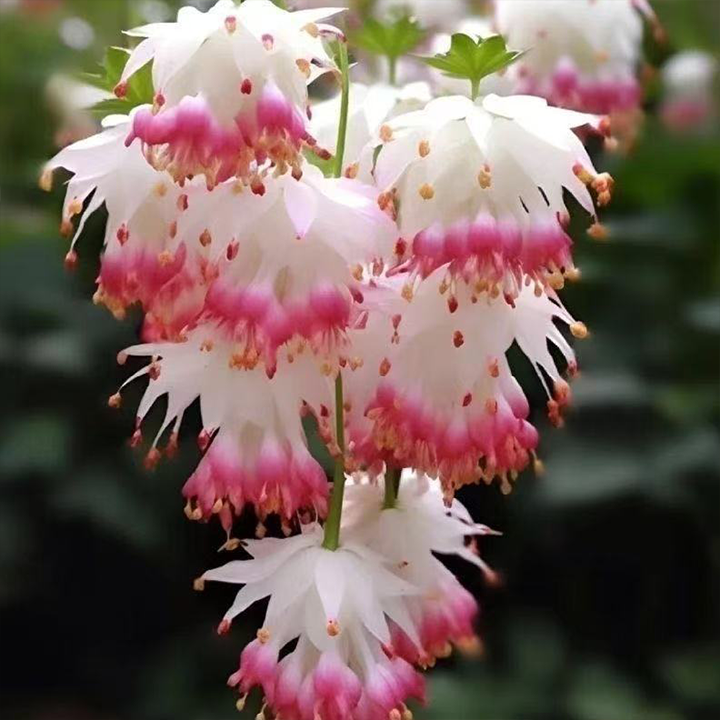 LIMETOW® Wind Chime Begonia Seeds