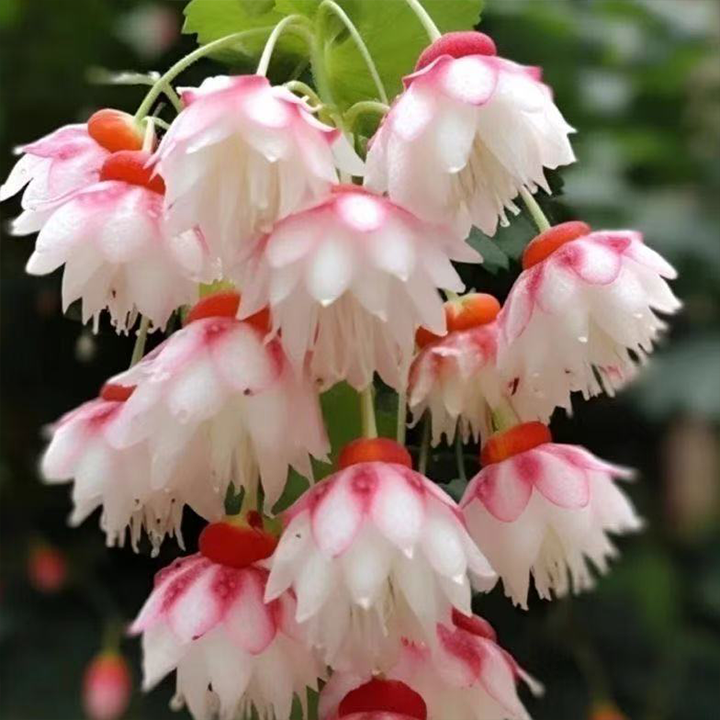LIMETOW® Wind Chime Begonia Seeds