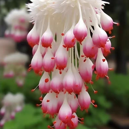 LIMETOW® Wind Chime Begonia Seeds
