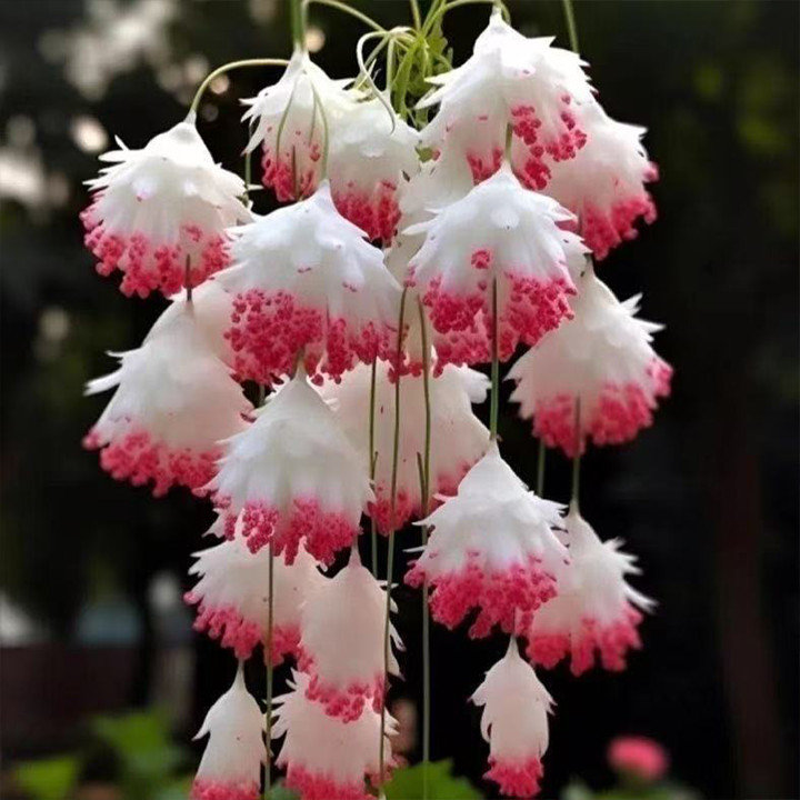 LIMETOW® Wind Chime Begonia Seeds