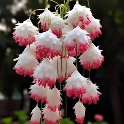 LIMETOW® Wind Chime Begonia Seeds