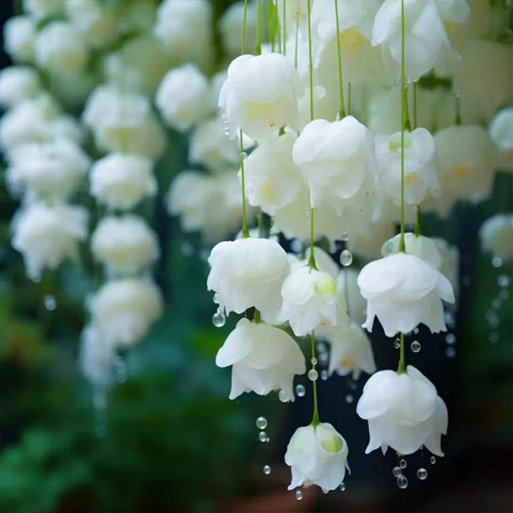 LIMETOW® Wind Chime Begonia Seeds