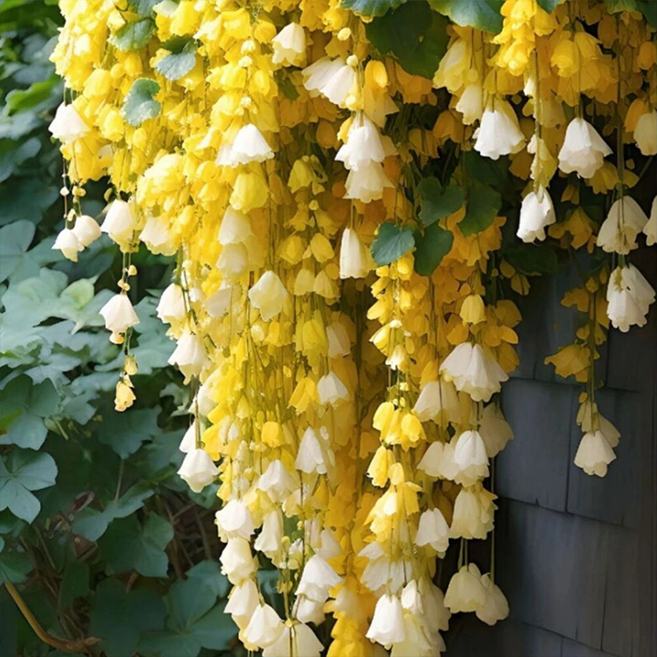 LIMETOW® Wind Chime Begonia Seeds