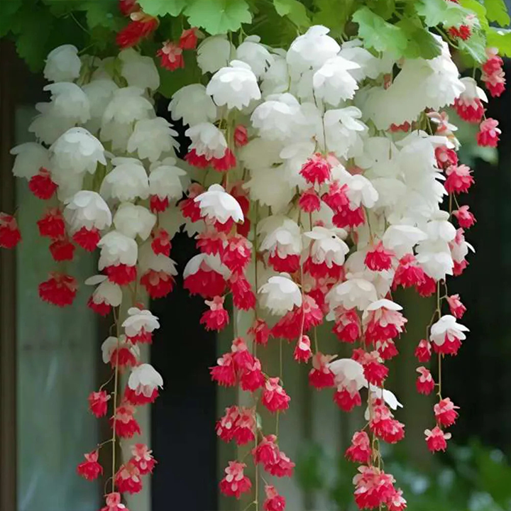 LIMETOW® Wind Chime Begonia Seeds