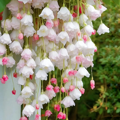 LIMETOW® Wind Chime Begonia Seeds