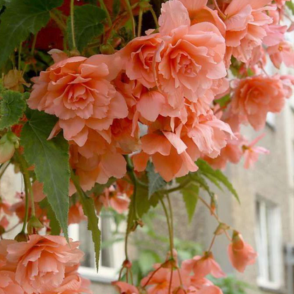 LIMETOW® Wind Chime Begonia Seeds