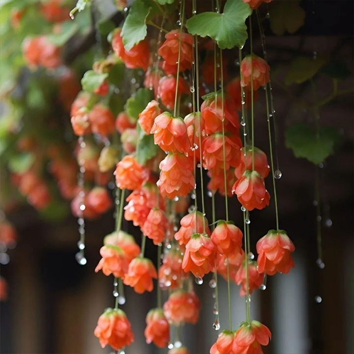 LIMETOW® Wind Chime Begonia Seeds