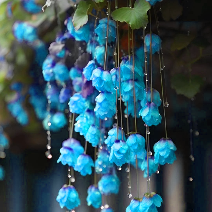 LIMETOW® Wind Chime Begonia Seeds