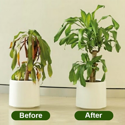 LIMETOW® Chlorophyll Spray
