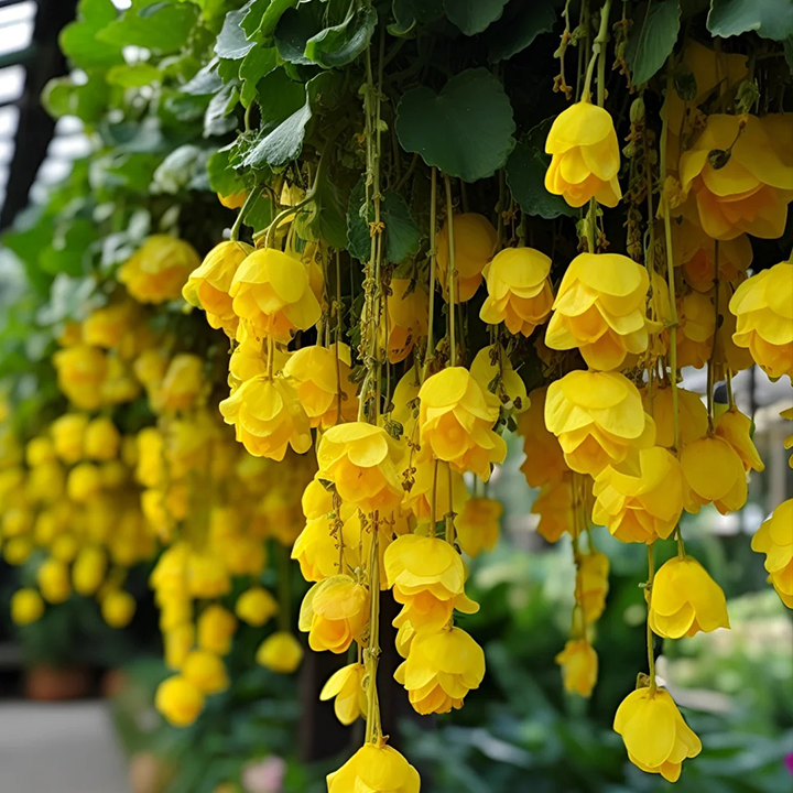 LIMETOW® Wind Chime Begonia Seeds